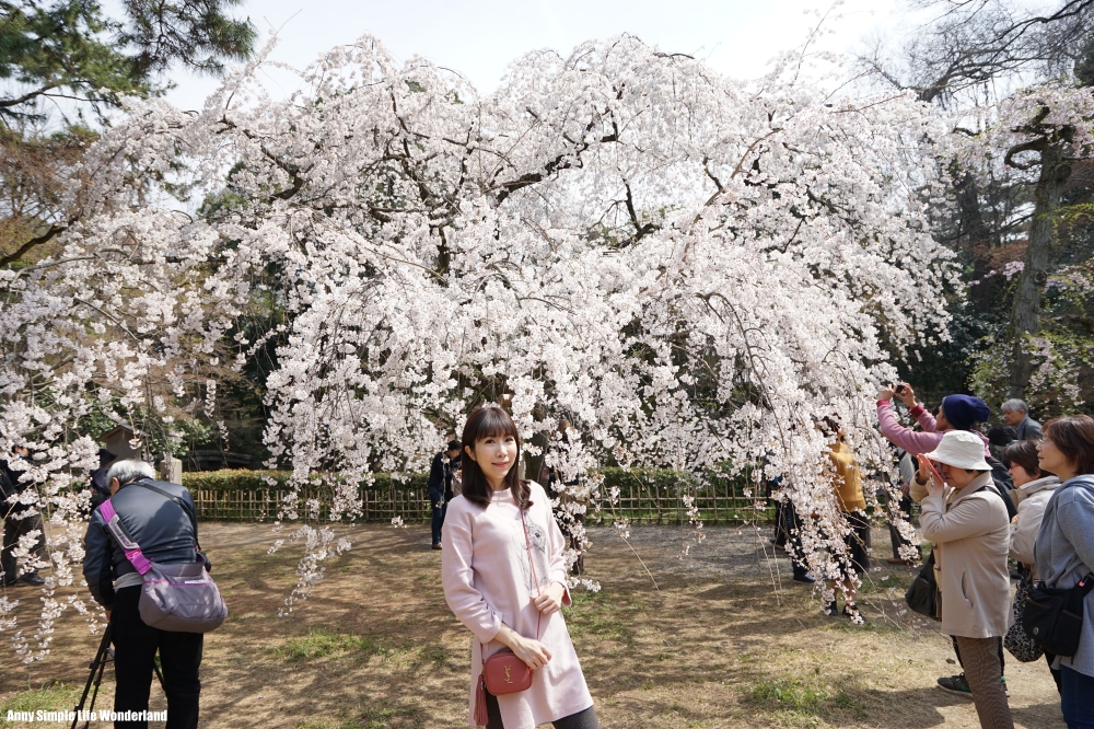 【京阪自由行】京都賞櫻必去的京都景點 ♥ 京都御苑櫻花真的好美