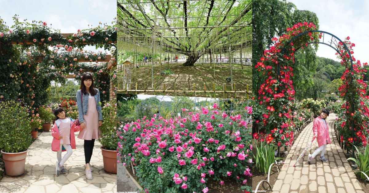 【日本】東京近郊景點推薦 ♥ 足利花卉公園。紫藤花是世界十大夢幻景點